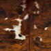 Closeup of this Colombian Tricolor Cowhide, showing a reddish brown and black, brindle pattern, white spots that have black and brown speckles, and longer hair down the spine (COTR1669)