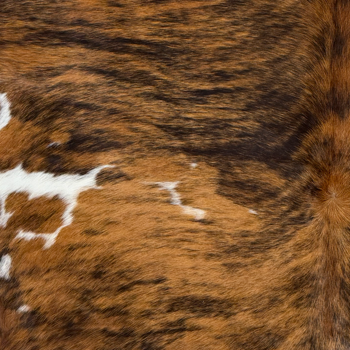 Closeup of this Large Colombian Tricolor Cowhide, showing white and spots with a brown and black, brindle pattern   (COTR1673)