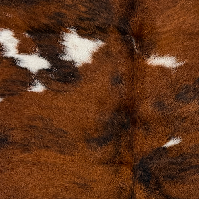 Closeup of this Colombian Tricolor Cowhide, showing white and large spots with a mix of reddish brown and black (COTR1676)