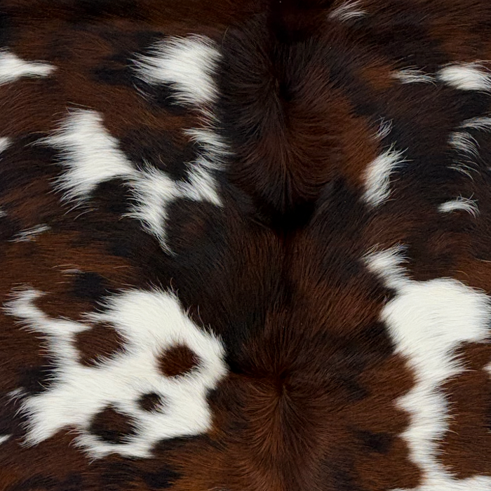 Closeup of this Colombian Tricolor Cowhide, showing white with spots that have a mix of dark brown and black, and longer hair down the spine (COTR1677)