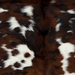 Closeup of this Colombian Tricolor Cowhide, showing white with spots that have a mix of dark brown and black, and longer hair down the spine (COTR1677)