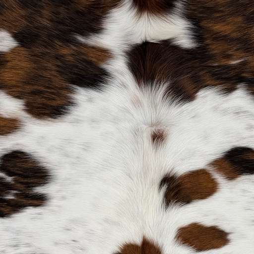 Closeup of this Colombian Speckled Tricolor Cowhide, showing white with black speckles, brown and black spots, and longer hair down the spine (COTR1679)