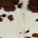 Closeup of this Colombian Tricolor Cowhide, showing white with spots that are brown and black, and off-white longer hair down the middle of the shoulder (COTR1682)