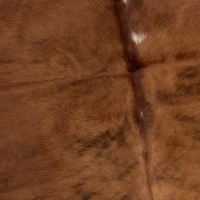 Closeup of this Colombian, Tricolor Cowhide, showing mostly brown, with a few small, black strips, and a couple small white spots down the spine (COTR856)