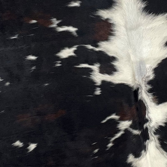 Closeup of this Large, Colombian, Dark Tricolor Cowhide, showing mostly black, with some dark brown mixed in, white down the spine, and small white spots on both sides (COTR868)