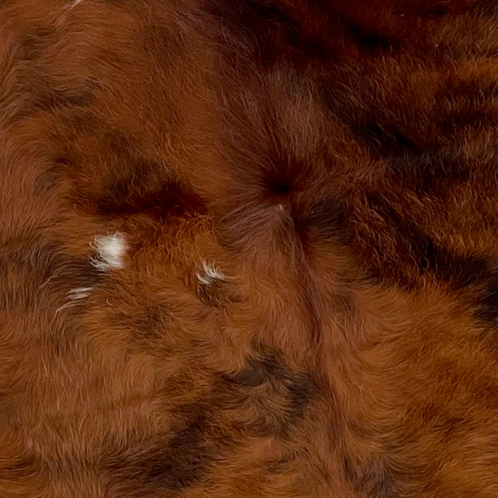Closeup of this Colombian, Tricolor Cowhide, showing a mix of reddish brown and black, with a few small, white spots on the left side (COTR872)