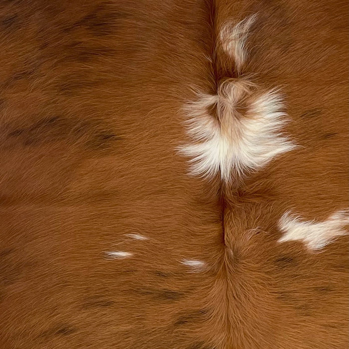 Closeup of this Colombian, Tricolor Cowhide, showing mostly reddish brown, with a few small, black spots, some small, and white spots on the back (COTR900)