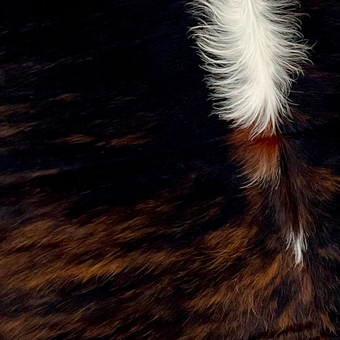 Closeup of this Colombian, Dark Tricolor Cowhide, showing a black and red brown, brindle pattern, long white hair down the middle of the shoulder (COTR904)
