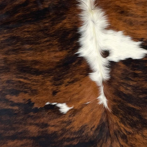 Closeup of this Colombian, Tricolor Cowhide, showing a black and reddish brown, brindle pattern, with white in the middle of the shoulder, and a few small, white spots on the back (COTR917)