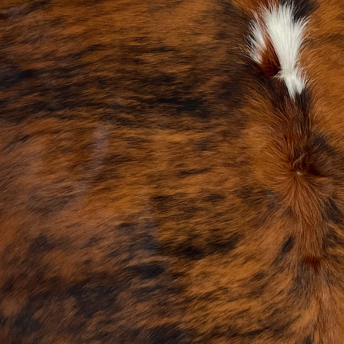 Closeup of this Colombian, Tricolor Cowhide, showing a reddish brown and black, brindle pattern, with a white spot in the middle of the shoulder (COTR924)