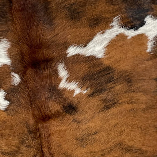 Closeup of this Large, Colombian, Tricolor Cowhide, showing a brown and black, brindle pattern, with a few white spots that have black and brown speckles in them (COTR925)