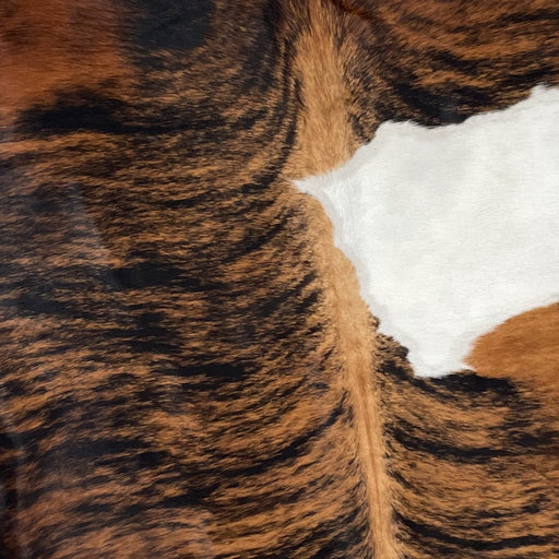 CLoseup of this Large, Colombian, Tricolor Cowhide, showing a reddish brown and black, brindle pattern, with a large white spot on the right side (COTR926)