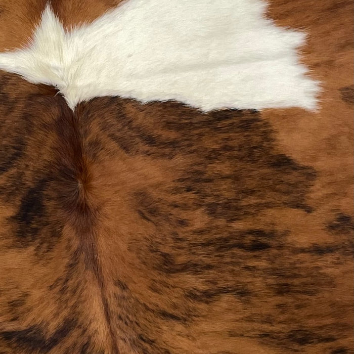 Closeup of this XL, Colombian, Tricolor Cowhide, showing a brown and black, brindle pattern, and a large white spot  (COTR928)