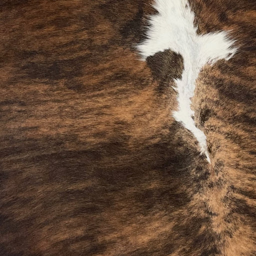 Closeup of this Colombian, Tricolor Cowhide, showing a brown and black, brindle pattern, and white down part of the spine (COTR929)