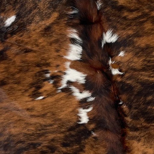Closeup of this Colombian, Speckled, Tricolor Cowhide, showing a brown and black, brindle pattern, with a few small, white spots (COTR933)
