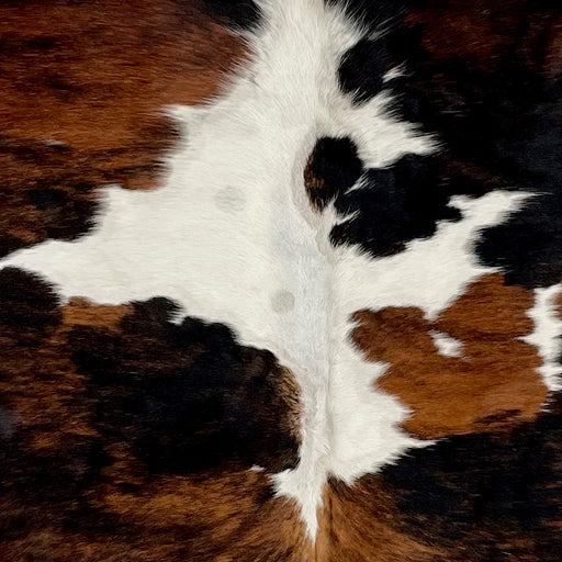 Closeup of this Colombian, Tricolor Cowhide, showing white with large and small spots that have a black and brown, brindle pattern (COTR934)