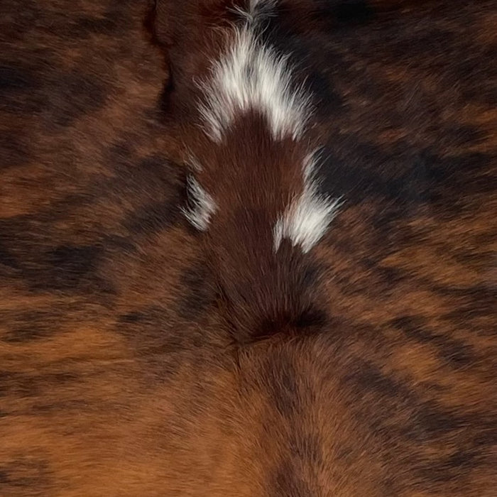 Closeup of this Colombian, Tricolor Cowhide, showing a reddish brown and black, brindle pattern, with a few small, white spots along the spine on the shoulder (COTR939)