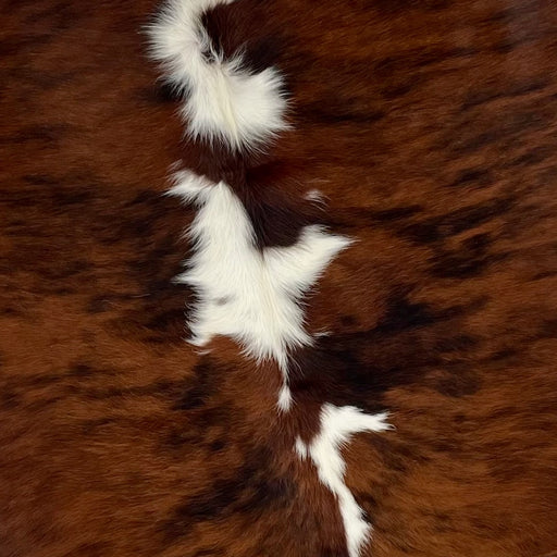 Closeup of this Colombian, Tricolor Cowhide, showing a reddish brown and black, brindle pattern, with white spots down the spine (COTR940)