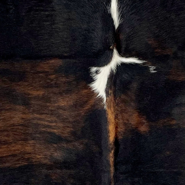 Closeup of this Colombian Dark Tricolor Cowhide, showing a black and brown, brindle pattern, with a couple white spots on the spine (COTR951)