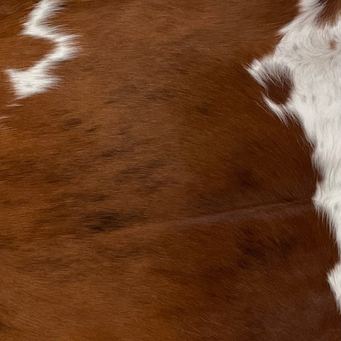 Closeup of this Colombian, Tricolor Cowhide, showing mostly brown, with a few small, black strips and a couple small white spots, and white, with brown spots and speckles on the belly (COTR991)