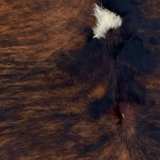 Closeup of this Large, Colombian, Tricolor Cowhide, showing a brown and black, brindle pattern, with a white spot in the middle of the shoulder (COTR998)