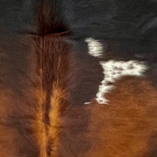 Closeup of this Large Colombian Watusi Cowhide, showing reddish brown and black, and two white spots that have black and reddish brown speckles and spots (COWA089)