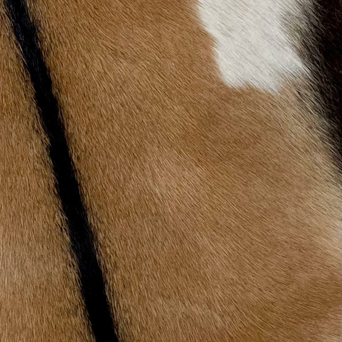 Closeup of this Brown Goatskin, showing brown with black down the spine and across the shoulder, and white and dark brown on the belly ( GOAT176)