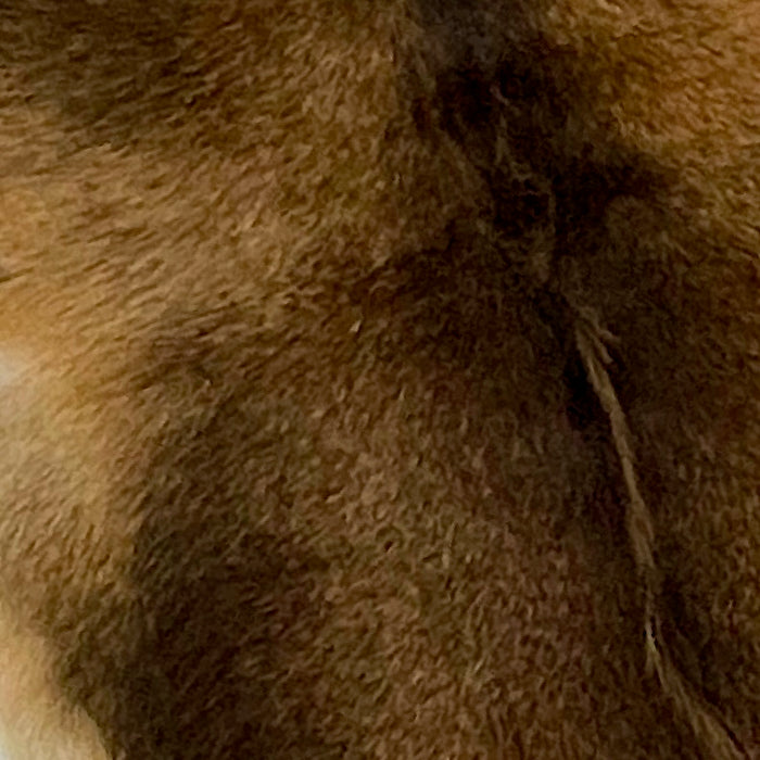 Closeup of this Two Tone Brown Goatskin, showing a mix of reddish brown and dark brown (GOAT191)
