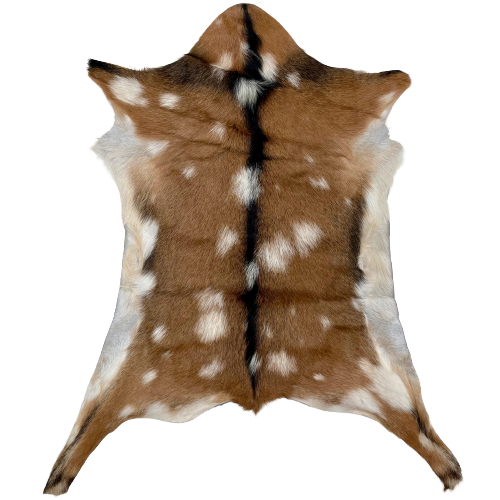 Brown and White Spotted Goatskin:  brown with white spots, blackish brown down the spine, and off-white on the belly - 2'10" x 2'3" (GOAT195)