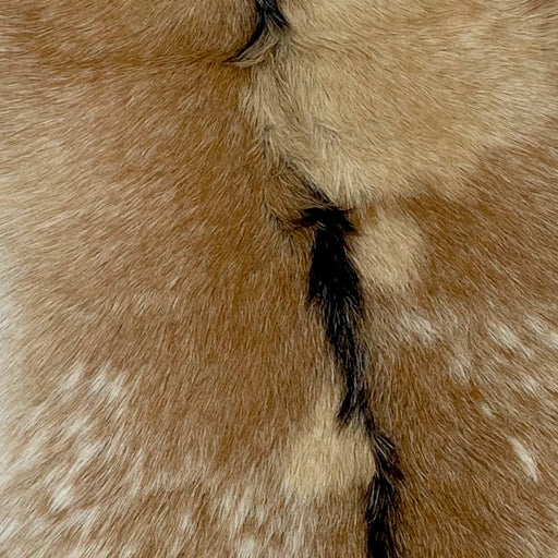 Closeup of this Brown and Tan, Spotted Goatskin, showing brown with large and small, tan spots and speckles, and dark brown down the spine  (GOAT204)