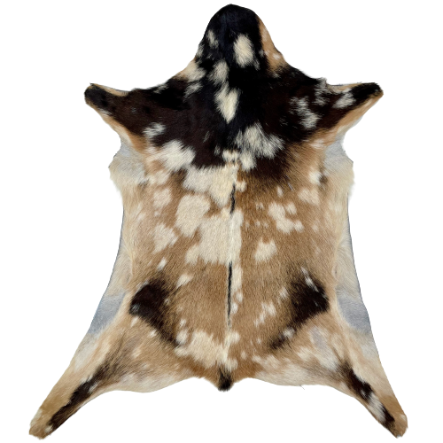 Tan, Dark Brown, and Off-White Spotted Goatskin:  tan with off-white spots on the back and hind shanks, dark brown with off-white spots on the shoulder, head, and fore shanks, and blackish brown down part of the spine - 2'10" x 2'2" (GOAT208)