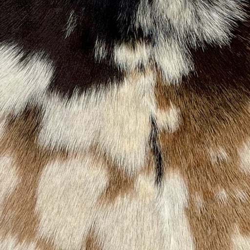 Closeup of this Tan, Dark Brown, and Off-White Spotted Goatskin, showing tan with off-white spots on the back, dark brown with off-white spots on the shoulder, and blackish brown down part of the spine (GOAT208)