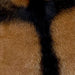 Closeup of this Brown and Blackish Brown Goatskin, showing brown with a blackish brown strip across the shoulder and down the spine (GOAT215)