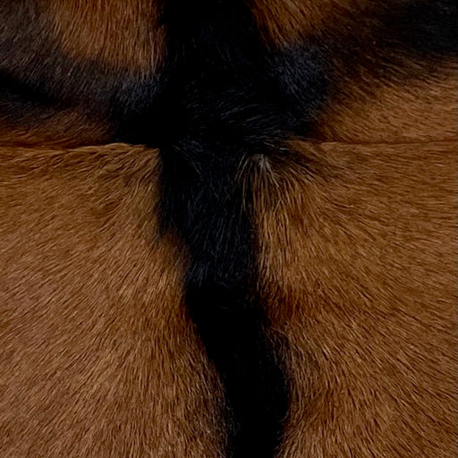 Closeup of this Brown and Black Goatskin, showing brown with a black strip across the shoulder and down the spine (GOAT217)