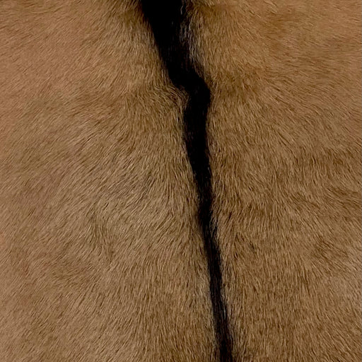 Closeup of this Brown and Blackish Brown Goatskin, showing brown with a blackish brown strip down the spine (GOAT220)