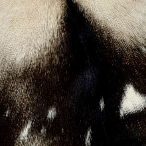 Closeup of this Brown, White, Lt Tan Goatskin, showing dark brown with white spots on the lower half, and white and light tan on the top half (GOAT221)