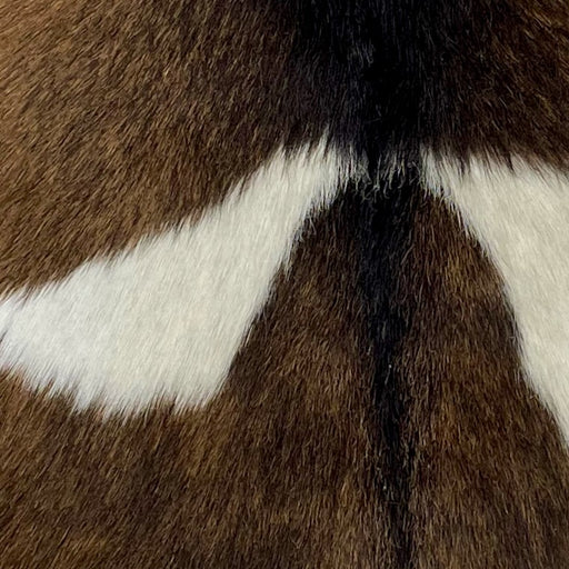 Closeup of this Brown, Blackish Brown, White Goatskin, showing a mix of brown and blackish brown, with a white spot on both sides of the back  (GOAT227)