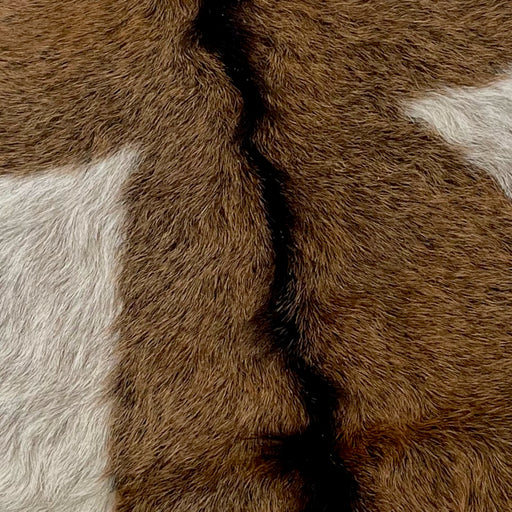Closeup of this Brown and Off-White Speckled Goatskin, showing long hair that has brown with dark brown speckles, dark brown down the spine, and one spot on each side that is off-white with dark brown speckles (GOAT232)