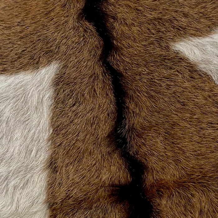 Closeup of this Brown and Off-White Speckled Goatskin, showing long hair that has brown with dark brown speckles, dark brown down the spine, and one spot on each side that is off-white with dark brown speckles (GOAT232)