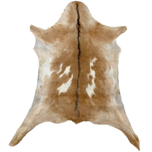 Brown and White Goatskin: golden brown and tan, with a few off-white spots on the back and belly, and it has dark brown down the spine - 2'10" x 2'2" (GOAT234)