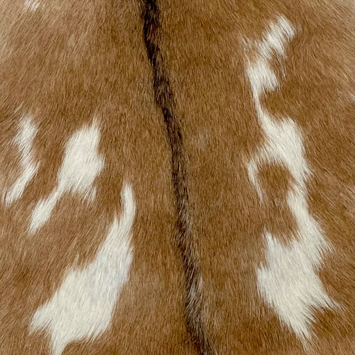 Brown and White Goatskin, showing golden brown and tan, with a few off-white spots on the back and belly, and it has dark brown down the spine (GOAT234)
