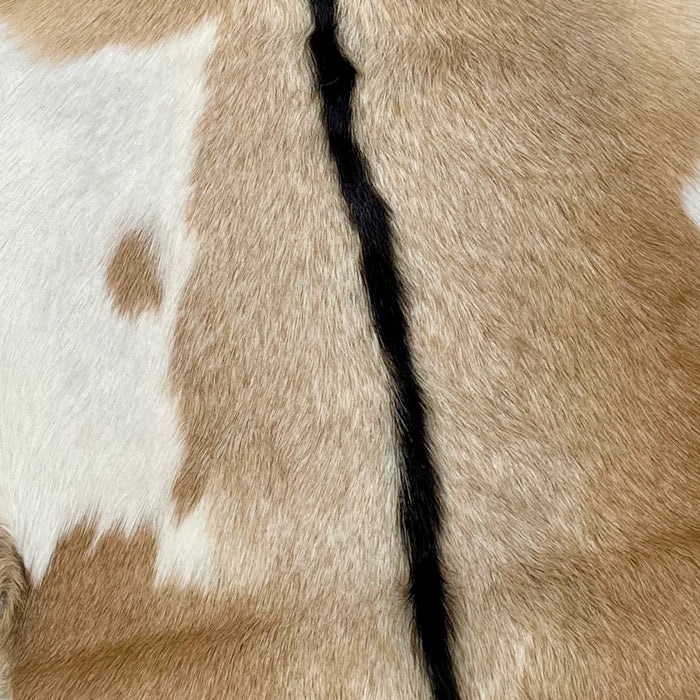 Closeup of this Light Brown and Off-White Goatskin, showing light brown with an off-white spot on each side and it has a blackish brown strip across the shoulder and down the spine (GOAT242)