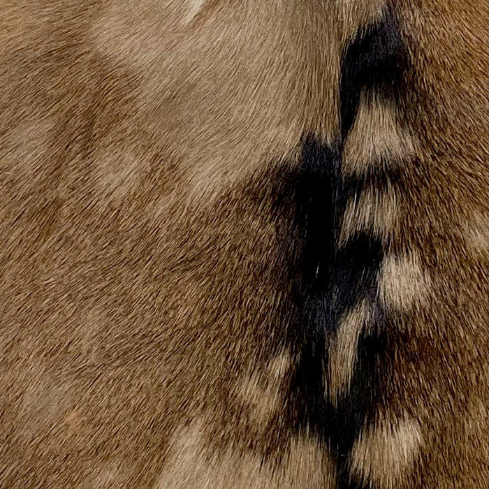 Closeup of this Multi Tone Brown Spotted Goatskin, showing shades of brown, golden brown, and chocolate, with dark brown down the spine (GOAT246)