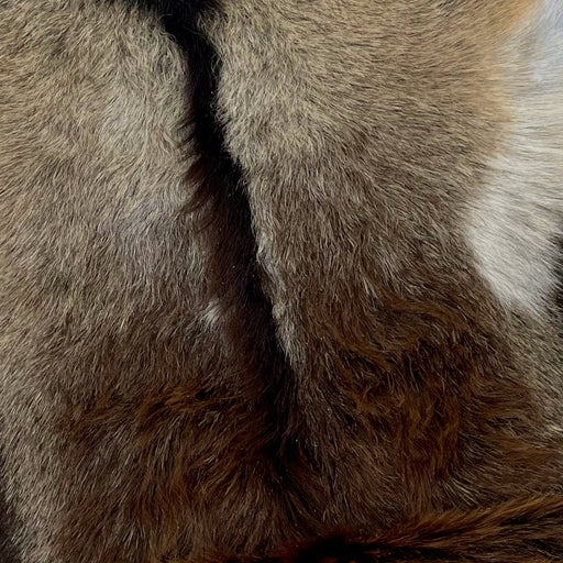 Closeup of this Goatskin, showing a mix of beige and blackish brown, blackish brown down the spine, and longer, brown hair on the lower back (GOAT250)
