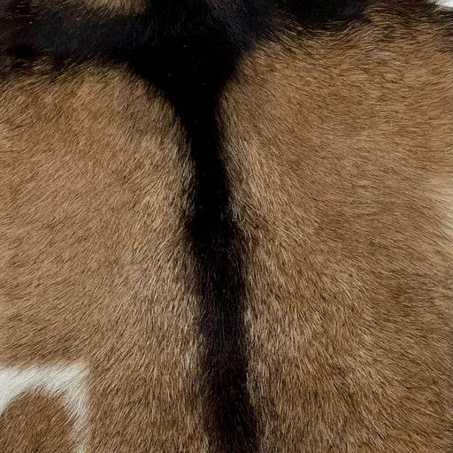 Closeup of this Goatskin, showing medium brown, with dark brown speckles, and a dark brown strip across the shoulder and down the spine (GOAT255)