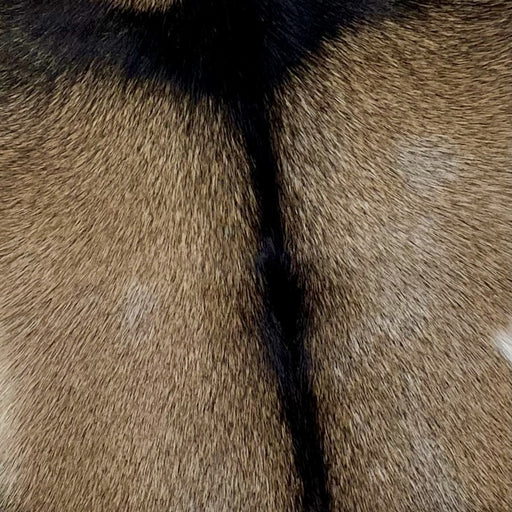 Closeup of this Goatskin, showing brown, with a few fine, white speckles, and a blackish brown strip down the spine, across the shoulder (GOAT259)