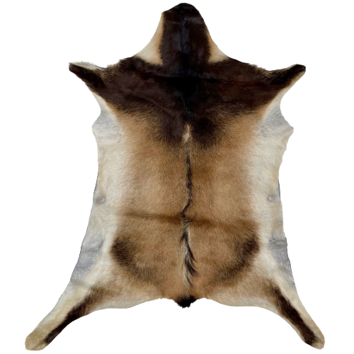 Two Tone Brown Goatskin:  medium brown with dark brown across the shoulder, on the head, and a thin strip down the spine and on each back leg - 3' x 2'4" (GOAT260)