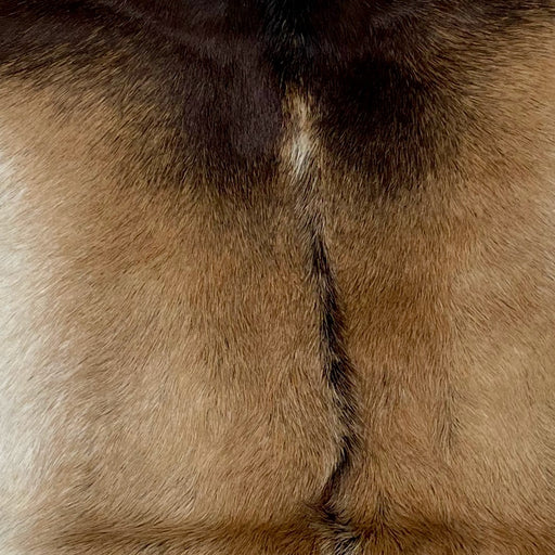 Closeup of this Two Tone Brown Goatskin, showing medium brown with dark brown across the shoulder, and a thin strip down the spine (GOAT260)