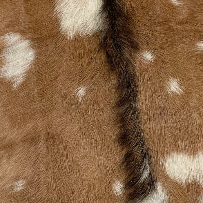 Closeup of this Spotted Goatskin, showing brown with off-white spots, and it has dark brown down the spine (GOAT267)