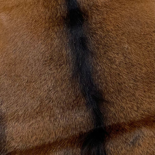 Closeup of this Goatskin, showing brown with blackish brown speckles, and blackish brown, longer hair down the spine (GOAT270)